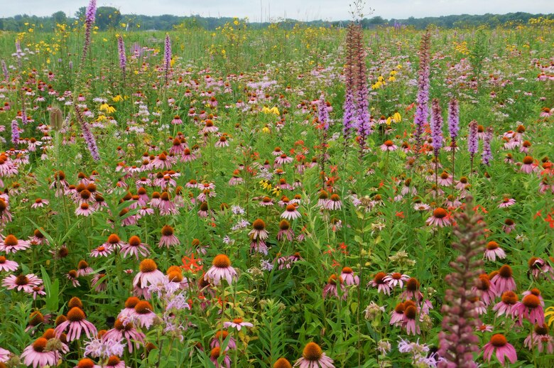 The Royal Catchfly, the star-shaped red flower, is one of the several endangered or threatened species on Wright-Patterson AFB. The 88th Civil Engineering Natural Resource program ensures to make every effort to maintain adequate and suitable habitats and support recovery of federally listed species by funding surveys, monitoring programs, and habitat restoration. (Courtesy photo)