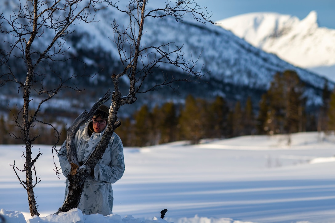A U.S. Marine cuts a tree for firewood during cold-weather training near Bjerkvik, Norway, Feb. 23.