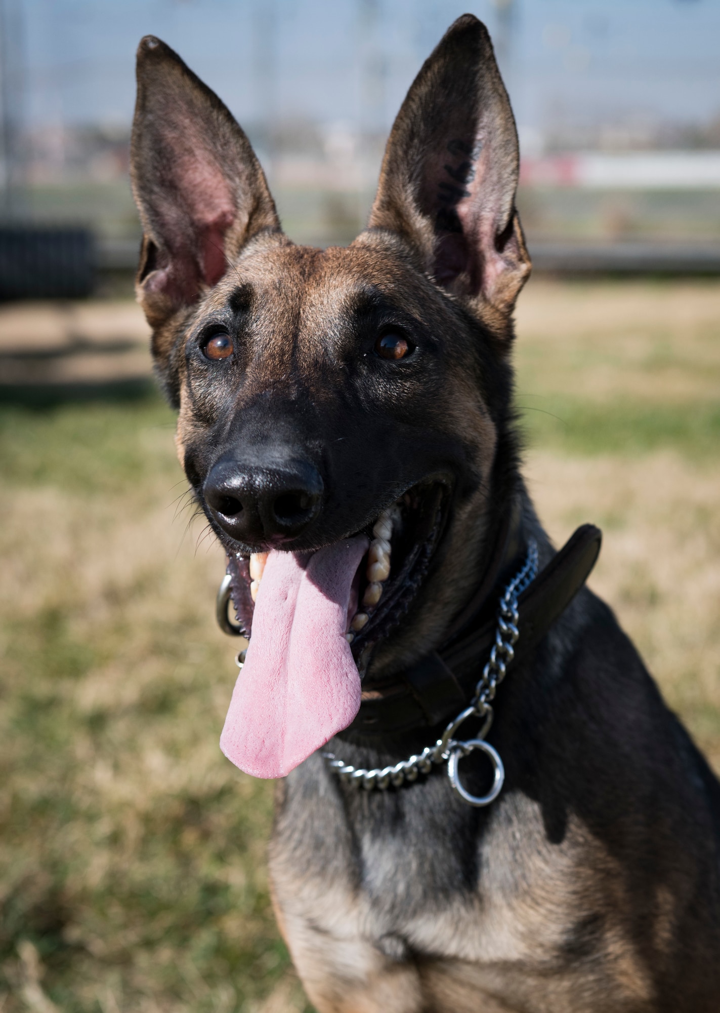 200130-N-KC543-1113

NAPLES, Italy (January 30, 2020) – Military working dog (MWD) OONKA poses for a portrait during her temporary stay in the Naval Support Activity (NSA) Naples kennels. MLE and OONKA are MWDs from the U.S. in transit to NSA Bahrain to help support the security operations in Navy Region Europe, Africa, Central’s area of operations. (U.S. Navy photo by Mass Communication Specialist 2nd Class Alora R. Blosch)