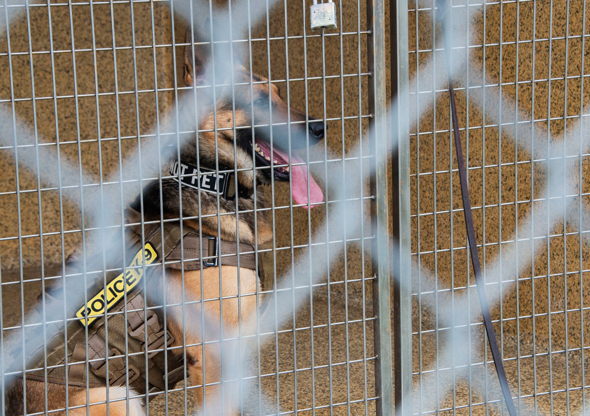 Sunny, a 325th Security Forces Squadron military working dog, relaxes in his kennel at Tyndall Air Force Base, Florida, March 3, 2020. Military working dog handlers spend their duty hours training their dogs, cleaning kennels, or going to medical appointments for the animal. This photo was taken while doing a demonstration for K-9 Veterans Day. (U.S. Air Force photo by 2nd Lt. Kayla Fitzgerald)