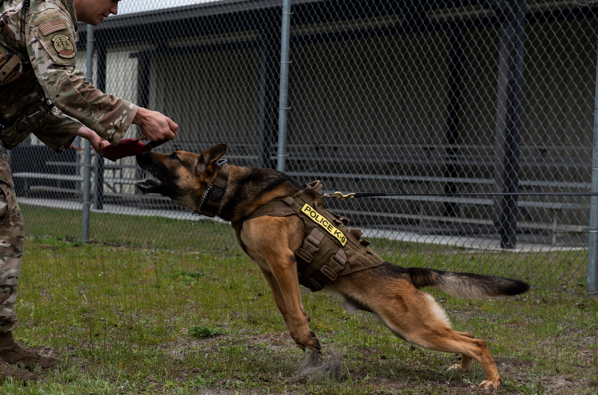 Sunny, a 325th Security Forces Squadron military working dog, lunges at a piece of equipment used to train K-9s on their bite technique at Tyndall Air Force Base, Florida, March 3, 2020. Sunny and his handler, Staff Sgt. Jason Vogt, spend multiple hours training together to keep the team sharp. This photo was taken while doing a demonstration for K-9 Veterans Day. (U.S. Air Force photo by Staff Sgt. Magen M. Reeves)