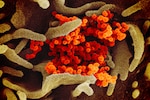 This scanning electron microscope image shows SARS-CoV-2 (orange)—also known as 2019-nCoV, the virus that causes COVID-19—isolated from a patient in the U.S., emerging from the surface of cells (green) cultured in the lab.