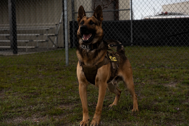 Sunny, a 325th Security Forces Squadron military working dog, poses for a photo at Tyndall Air Force Base, Florida, March 3, 2020. Organizations have been using MWDs for the past 78 years to enhance deterrence and assist in mission success. Each animal brings a unique personality and a needed skillset to the fight and are considered one of the military’s most successful assets. This photo was taken while doing a demonstration for K-9 Veterans Day. (U.S. Air Force photo by Staff Sgt. Magen M. Reeves)
