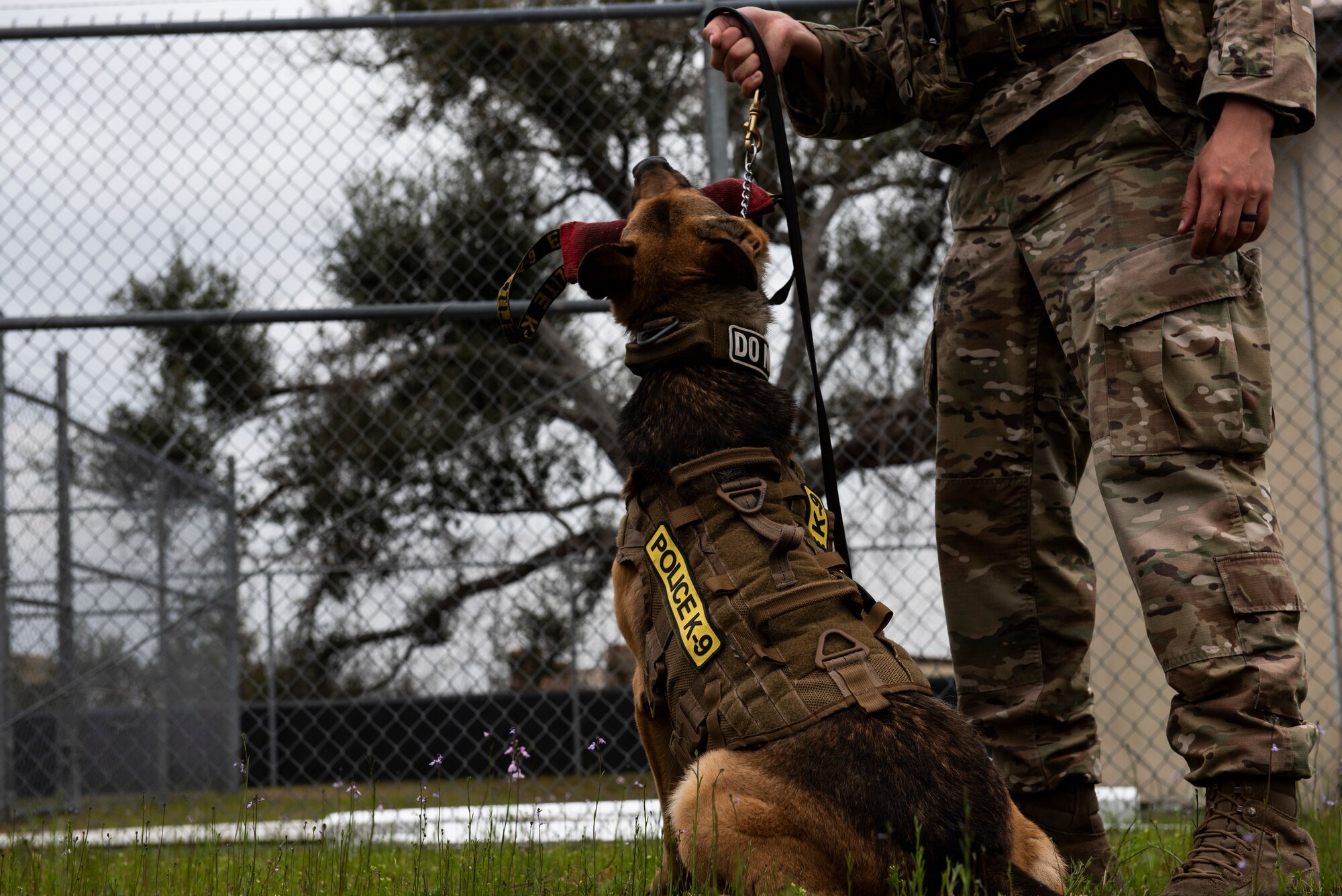 Sunny, a 325th Security Forces Squadron military working dog, chews on a piece of equipment used to train K-9s on their bite technique at Tyndall Air Force Base, Florida, March 3, 2020. Sunny and his handler, Staff Sgt. Jason Vogt, spend multiple hours training together to keep the team sharp. This photo was taken while doing a demonstration for K-9 Veterans Day. (U.S. Air Force photo by Staff Sgt. Magen M. Reeves)