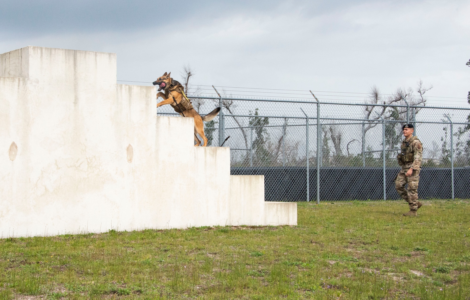 Sunny, a 325th Security Forces Squadron military working dog, bounds up a cement staircase obstacle at Tyndall Air Force Base, Florida, March 3, 2020. Sunny and his handler, Staff Sgt. Jason Vogt, begin their regular duty days with cardio exercise running an enclosed obstacle course. This photo was taken while doing a demonstration for K-9 Veterans Day. (U.S. Air Force photo by 2nd Lt. Kayla Fitzgerald)