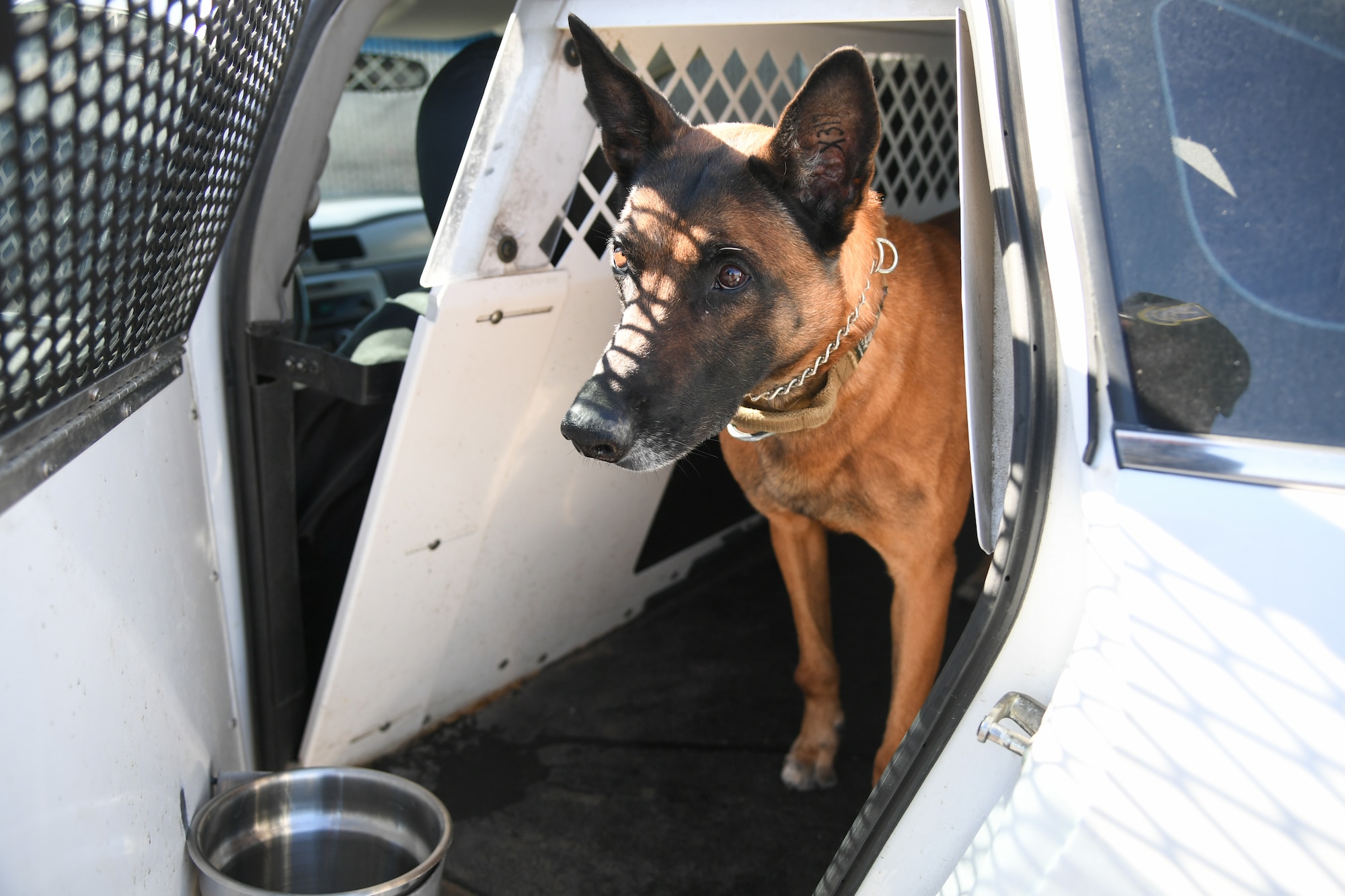 XXuthus, a military working dog assigned to the 75th Security Force Squadron at Hill Air Force Base, Utah, waits for instruction March 4, 2020. Xxuthus is a single-purpose MWD, trained as an explosive detection dog.