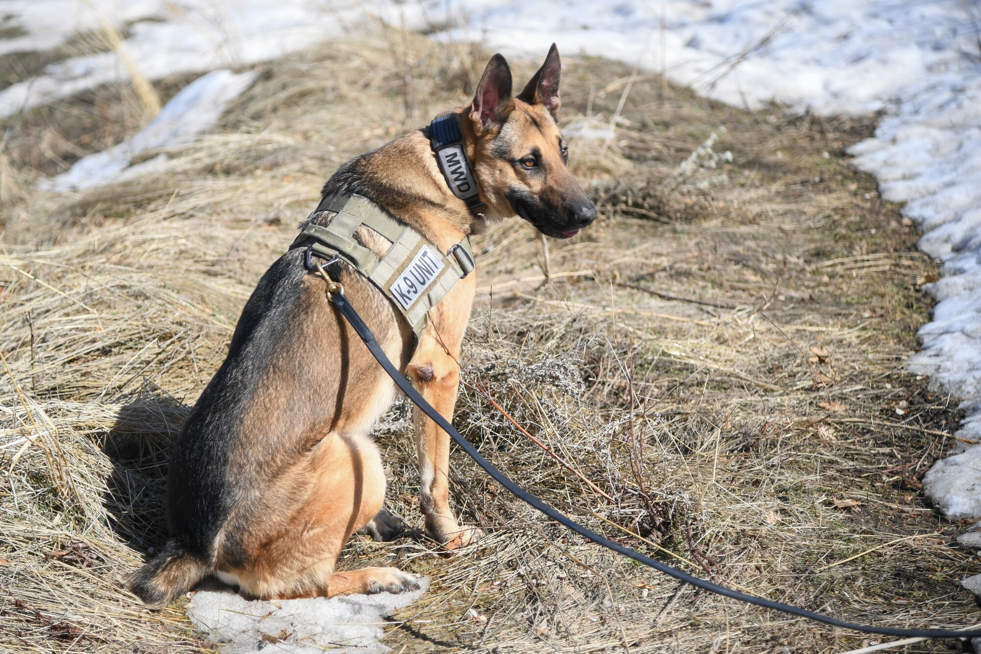 Joe, a military working dog assigned to the 75th Security Force Squadron at Hill Air Force Base, Utah, sits signaling he has sniffed out an explosive training device March 4, 2020.  Joe is a single-purpose MWD, trained as an explosive detection dog. (U.S. Air Force photo by Cynthia Griggs)