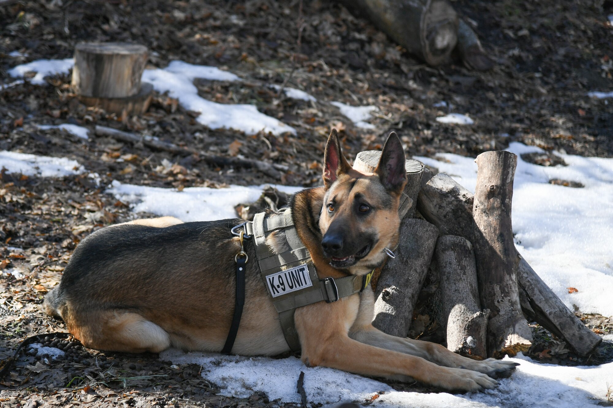 Joe, a military K-9 stationed with 75th Security Force Squadron at Hill Air Force Base, Utah, lays down signaling that he sniffed out an explosive training device March 4, 2020. Joe is a single-purpose MWD, trained as an explosive detection dog. (U.S. Air Force photo by Cynthia Griggs)