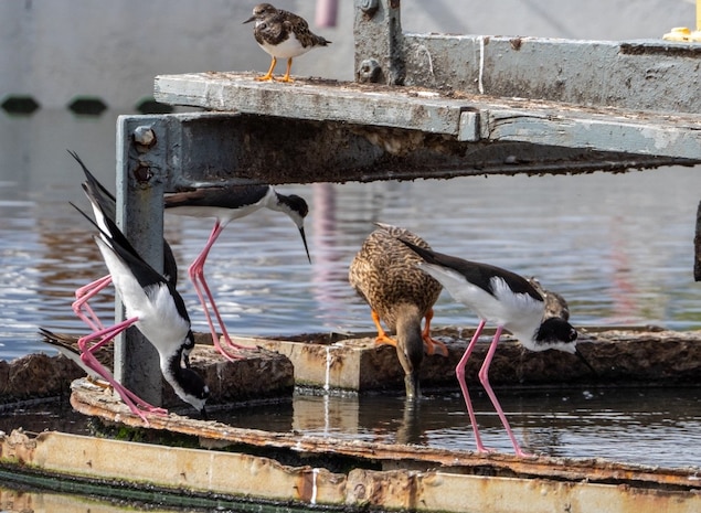Endangered birds, Hawaiian stilts and ducks, and a Ruddy Turnstone enjoy dining at the Waste Water Treatment Plant at MCBH. Read the article here: https://www.mcbhawaii.marines.mil/News/News-Article-Display/Article/2107455/mcbhs-wastewater-treatment-plant/