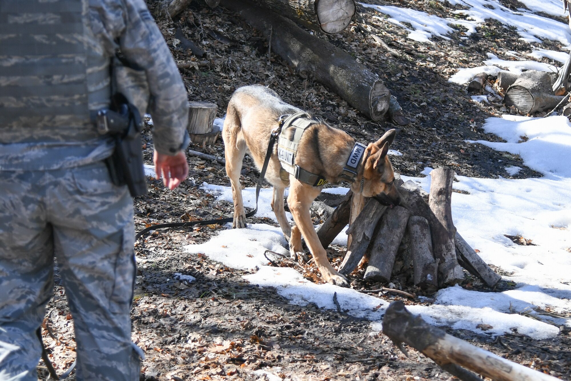 Joe, a military working dog assigned to the 75th Security Force Squadron at Hill Air Force Base, Utah, sniffs around logs to search out an explosive training device March 4, 2020. Joe is a single-purpose MWD, trained as an explosive detection dog. (U.S. Air Force photo by Cynthia Griggs)
