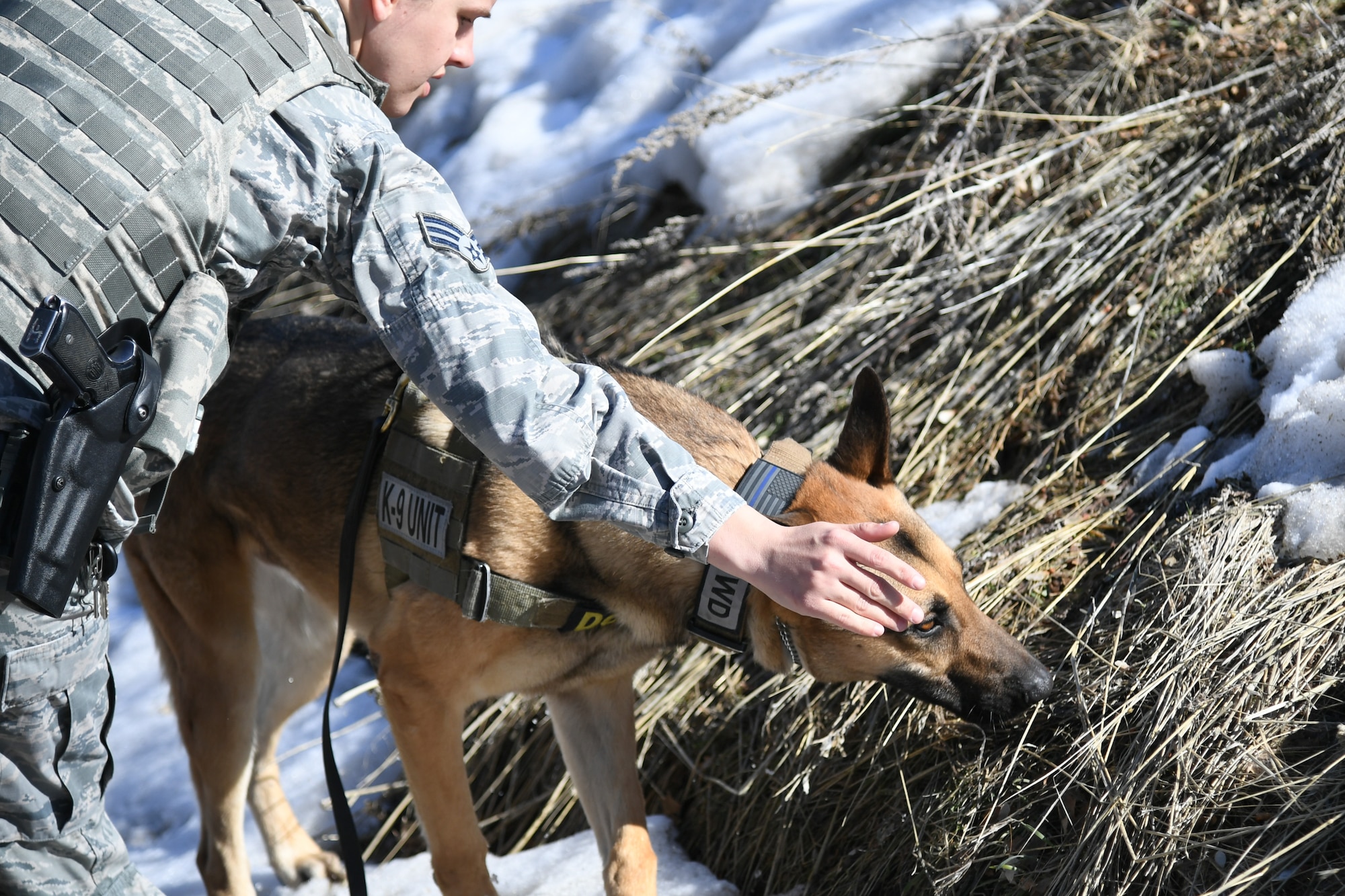 Senior Airman Michelle Winters, 75th Security Force Squadron, guides Joe, a military working dog, to sniff around a training course at Hill Air Force Base, Utah, March 4, 2020. Winters has been Joe’s handler for about four months and she said their bond is starting to form. Joe is a single-purpose MWD, trained as an explosive detection dog. (U.S. Air Force photo by Cynthia Griggs)