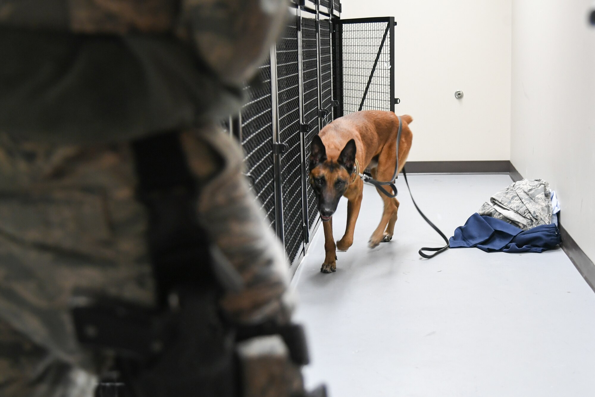 XXuthus, a military working dog assigned to the 75th Security Force Squadron at Hill Air Force Base, Utah, sniffs around a dorm storage unit March 4, 2020.  Staff Sgt. Paul Bryant has been XXuthus's handler for six months. Xxuthus is a single-purpose MWD, trained as an explosive detection dog. (U.S. Air Force photo by Cynthia Griggs)