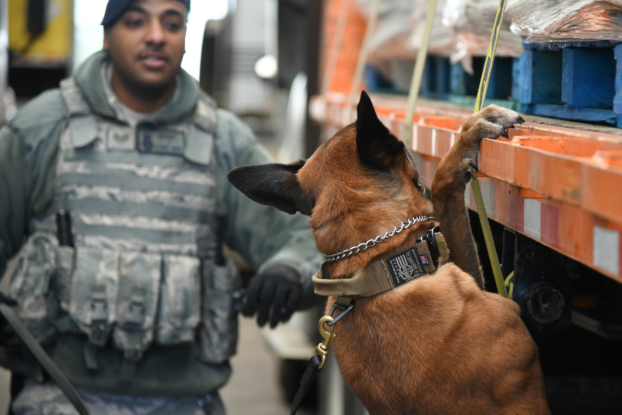 XXuthus, a military working dog assigned to the 75th Security Force Squadron at Hill Air Force Base, Utah, sniffs  a commercial vehicle March 4, 2020. Staff Sgt. Paul Bryant has been XXuthus's handler for six months. Xxuthus is a single-purpose MWD, trained as an explosive detection dog. (U.S. Air Force photo by Cynthia Griggs)