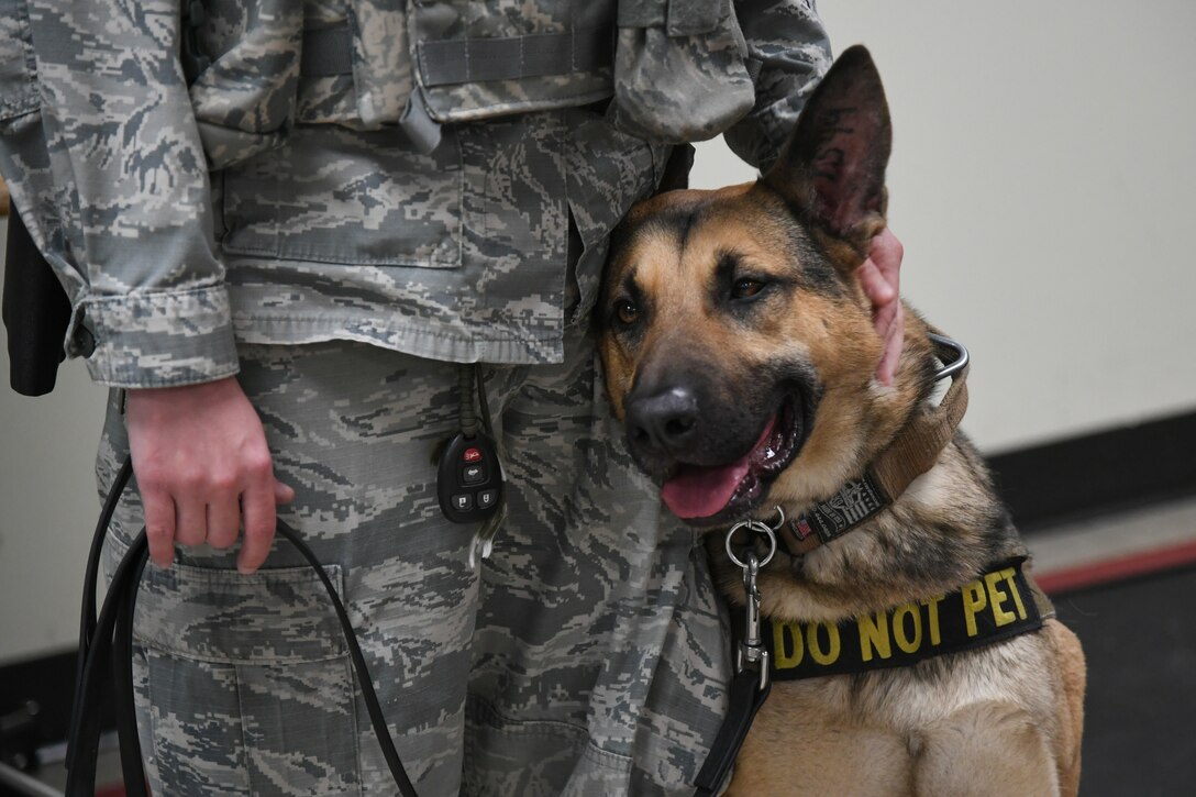 A dog leans on the leg of a service member.
