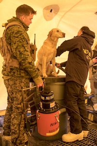 A Federal Emergency Management Agency search-and-rescue K9 team uses cold weather dry decontamination procedure during an exercise to find and assist hypothetical casualties in exercise Arctic Eagle 2020 on Fort Wainwright, Alaska, Feb. 24. This event trains participating agencies to conduct sustained operations in extreme cold.