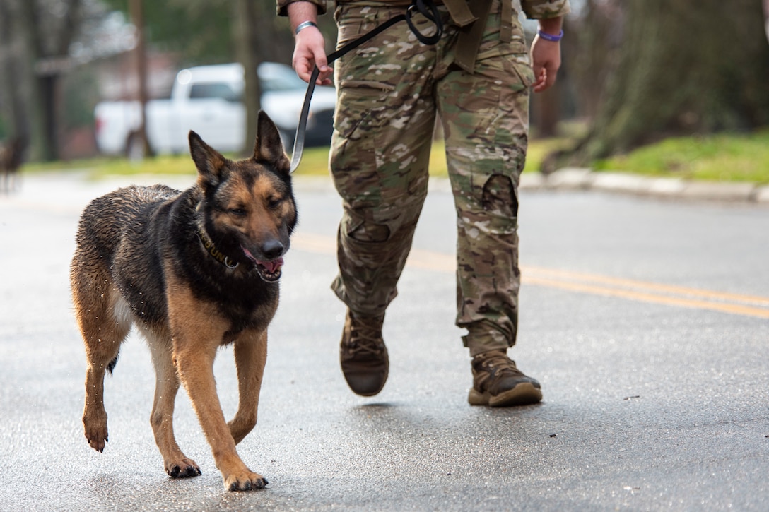 A man walks with his dog.