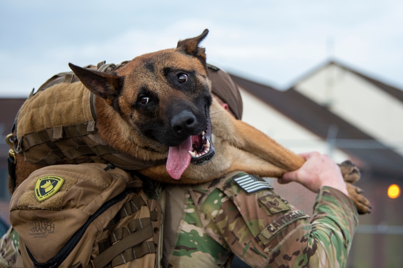 A military working dog handler carries their military working dog on their back.