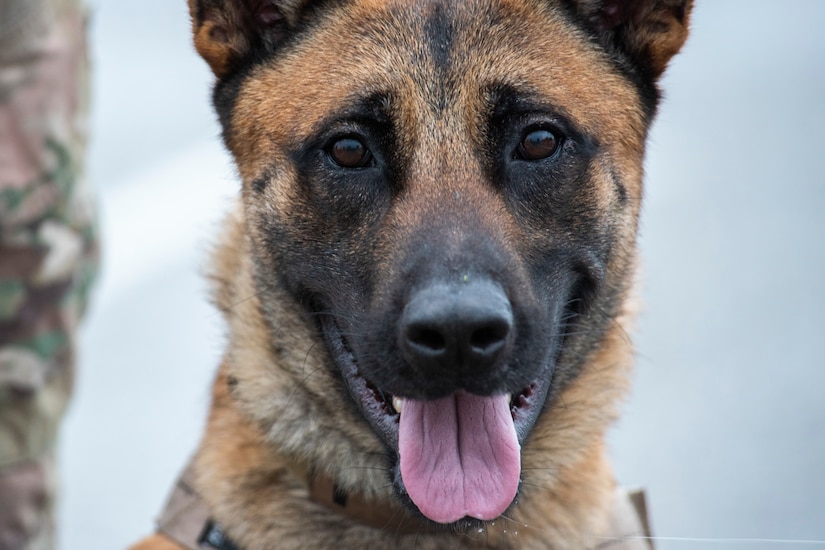 A dog poses for a photo.