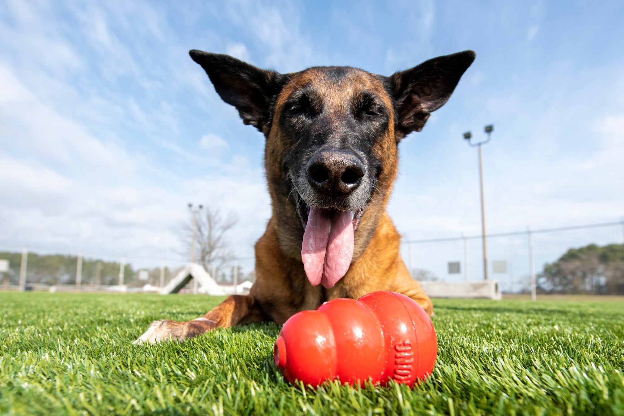 A dog plays with a toy.