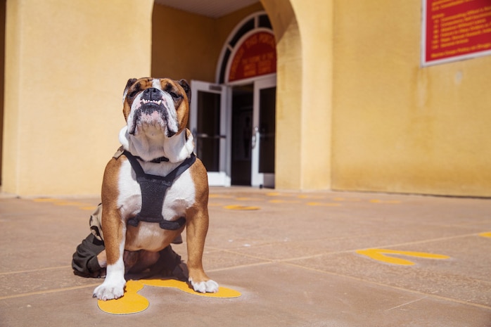 Pfc. Manny, the Marine Corps Recruit Depot San Diego (MCRDSD) mascot, sits on the yellow footprints at MCRDSD, March 5, 2020. The transformation from recruit to Marine begins once recruits step off the bus, and onto the yellow footprints. (U.S. Marine Corps photo by Lance Cpl. Grace J. Kindred)