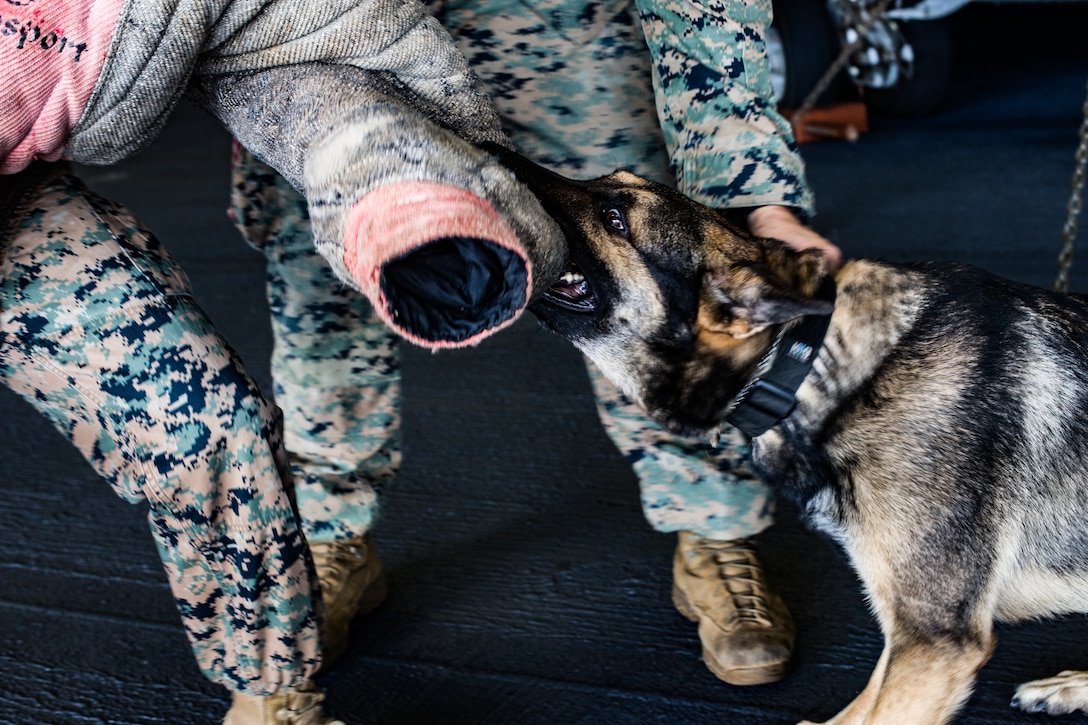 A U.S. Marine participates in bite drills with a military working dog aboard amphibious assault ship USS America, March 18.