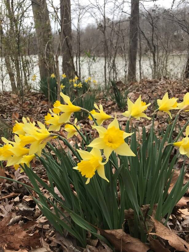March lilies at Rough River Lake
