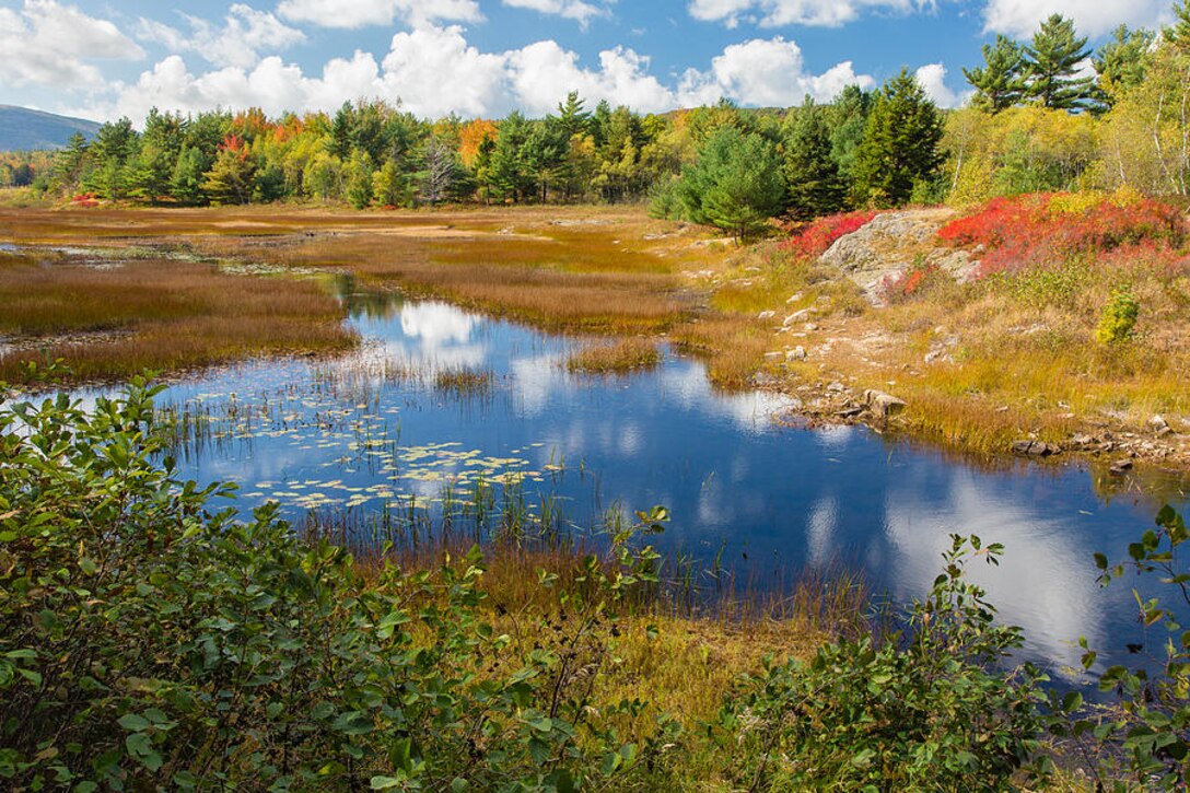 Wetlands in Arcadia, Michigan