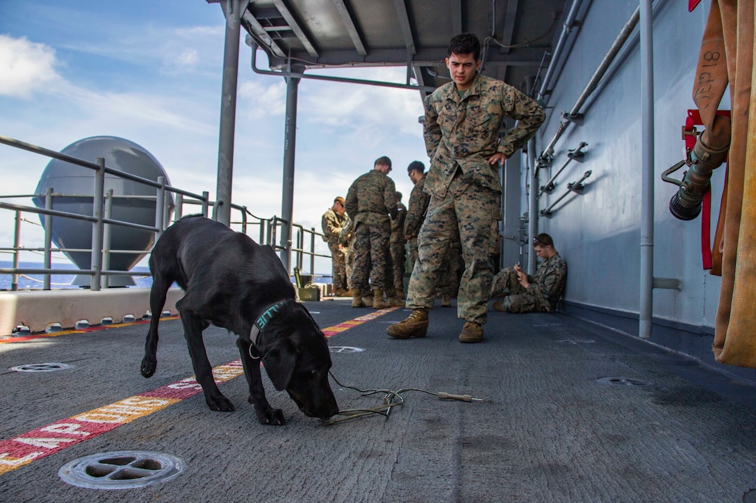 A military working dog smells an area as a service member watches.