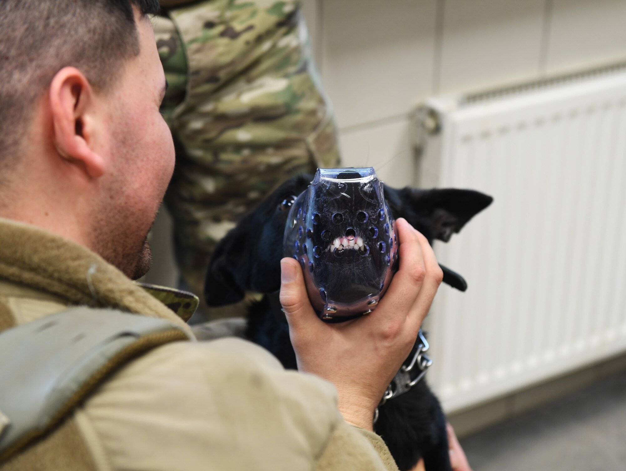 Ccatalina, 52nd Security Forces Squadron military working dog, wears a muzzle during a medical exam at Spangdahlem Air Base, Germany, Mar. 5, 2020. The muzzle is necessary for some MWDs during an exam when blood is drawn or vaccines are given, to protect the vet and technician from being bitten. (U.S. Air Force photo by Airman 1st Class Alison Stewart)
