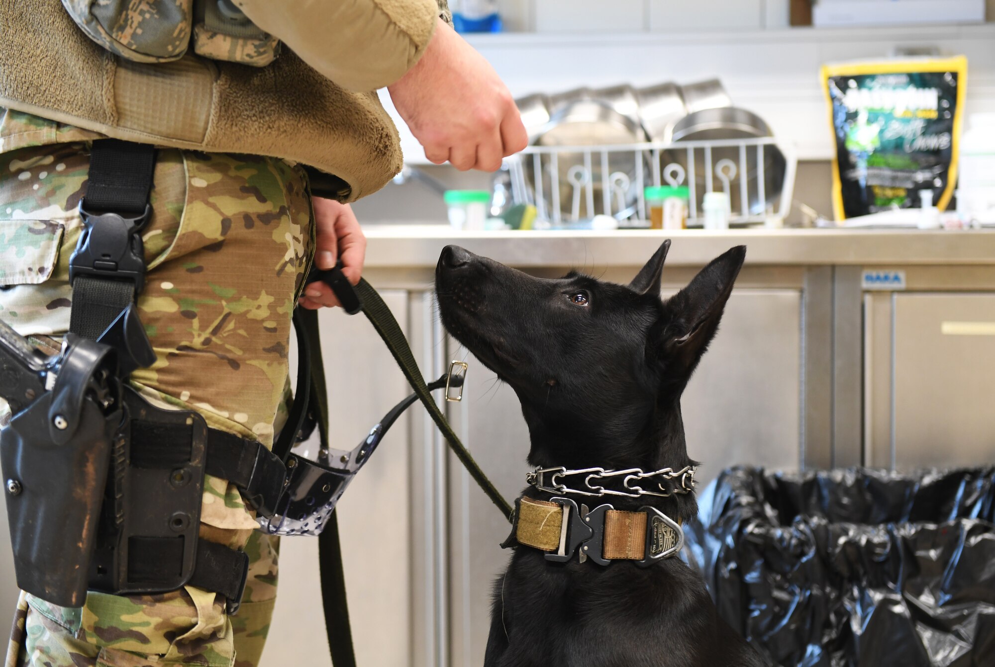 Ccatalina, 52nd Security Forces Squadron military working dog, sits for a treat during a medical exam at Spangdahlem Air Base, Germany, Mar. 5, 2020. Each month the MWDs are given heartworm prevention in the form of a treat, making it easier for the dog to receive the medication. (U.S. Air Force photo by Airman 1st Class Alison Stewart)