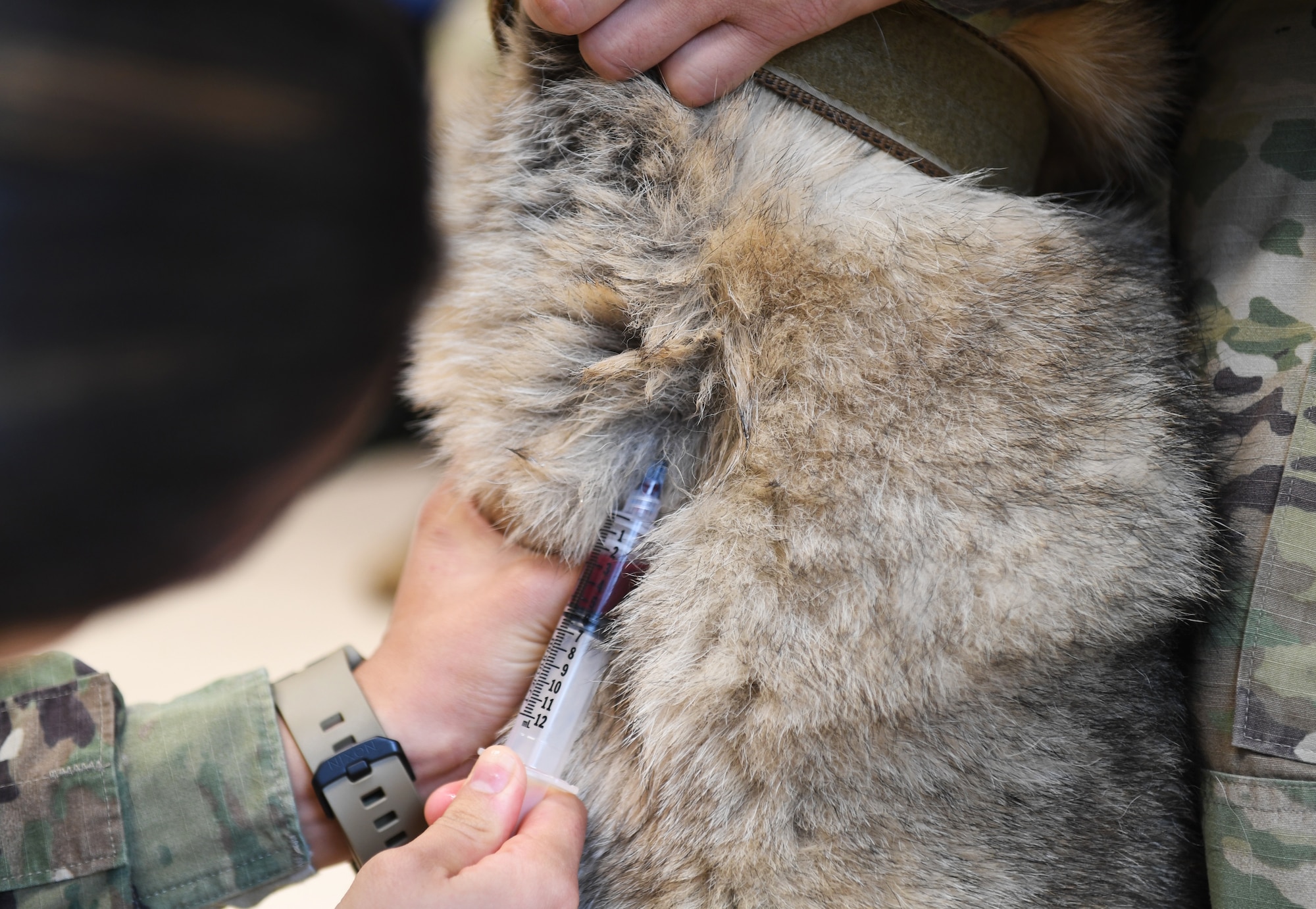 U.S. Army Specialist Adriana Moore, 52nd Medical Group veterinary technician, draws blood from a 52nd Security Forces Squadron military working dog at Spangdahlem Air Base, Germany, Mar. 5, 2020. Blood draws are common for the older MWDs in order to monitor any medical issues that come with aging. (U.S. Air Force photo by Airman 1st Class Alison Stewart)