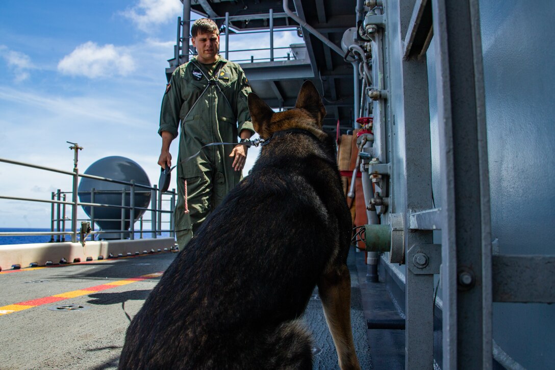 Jack Jack, a military working dog sits after finding explosive materials during an explosive ordnance familiarization class aboard amphibious assault ship USS America (LHA 6).