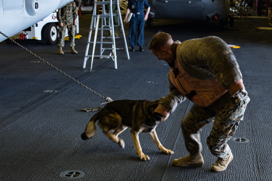 Capt. George McArthur, a communication strategy and operations officer with the 31st Marine Expeditionary Unit, participates in bite drills with military working dog Jack-Jack aboard amphibious assault ship USS America (LHA 6).