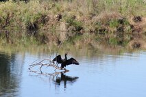 cormorant