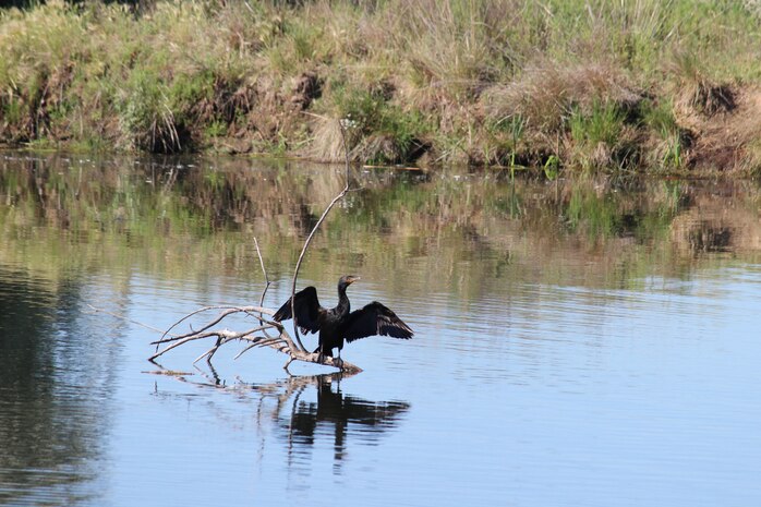cormorant