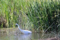 egret