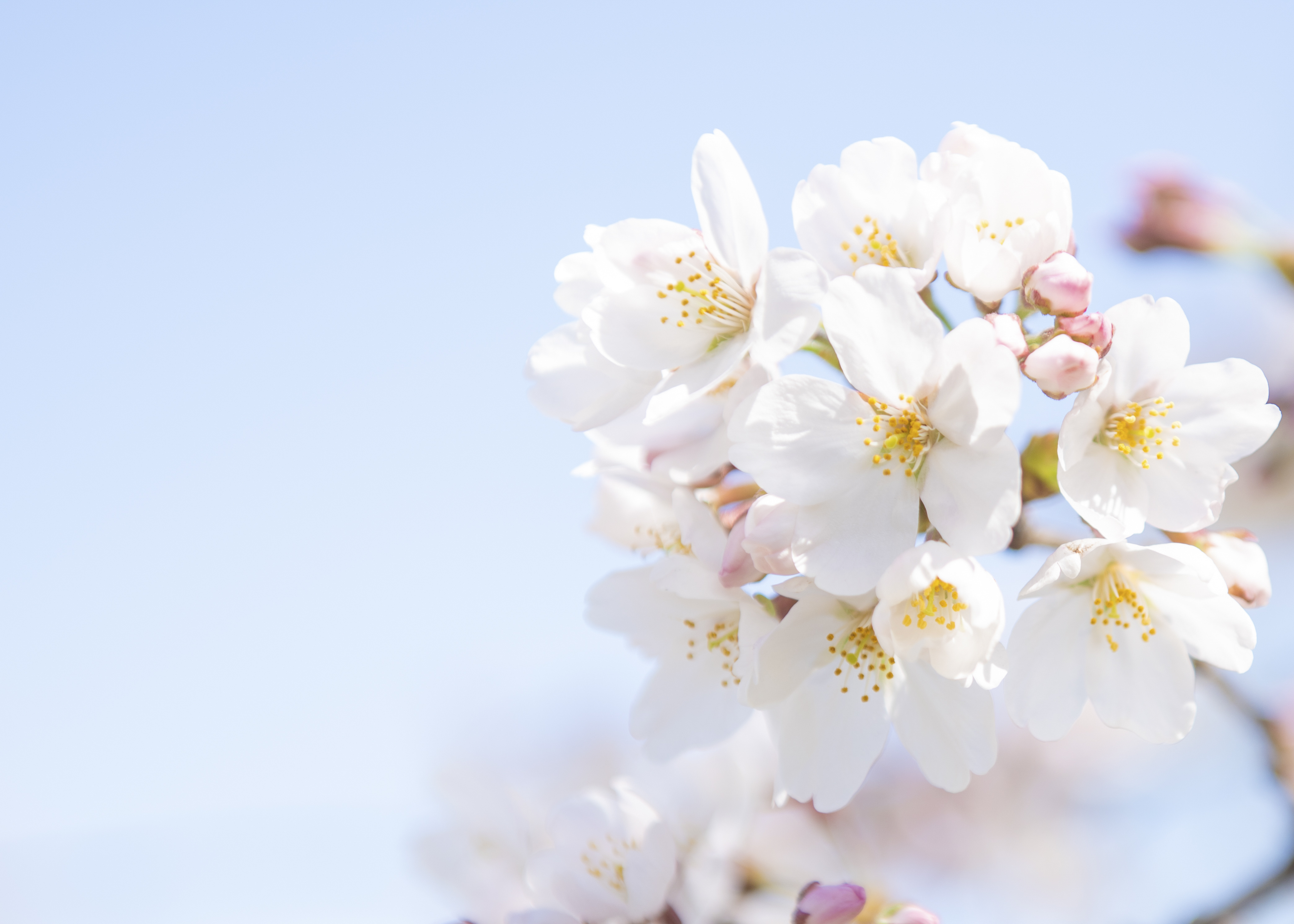 Coming Of Spring Pictures Hd
