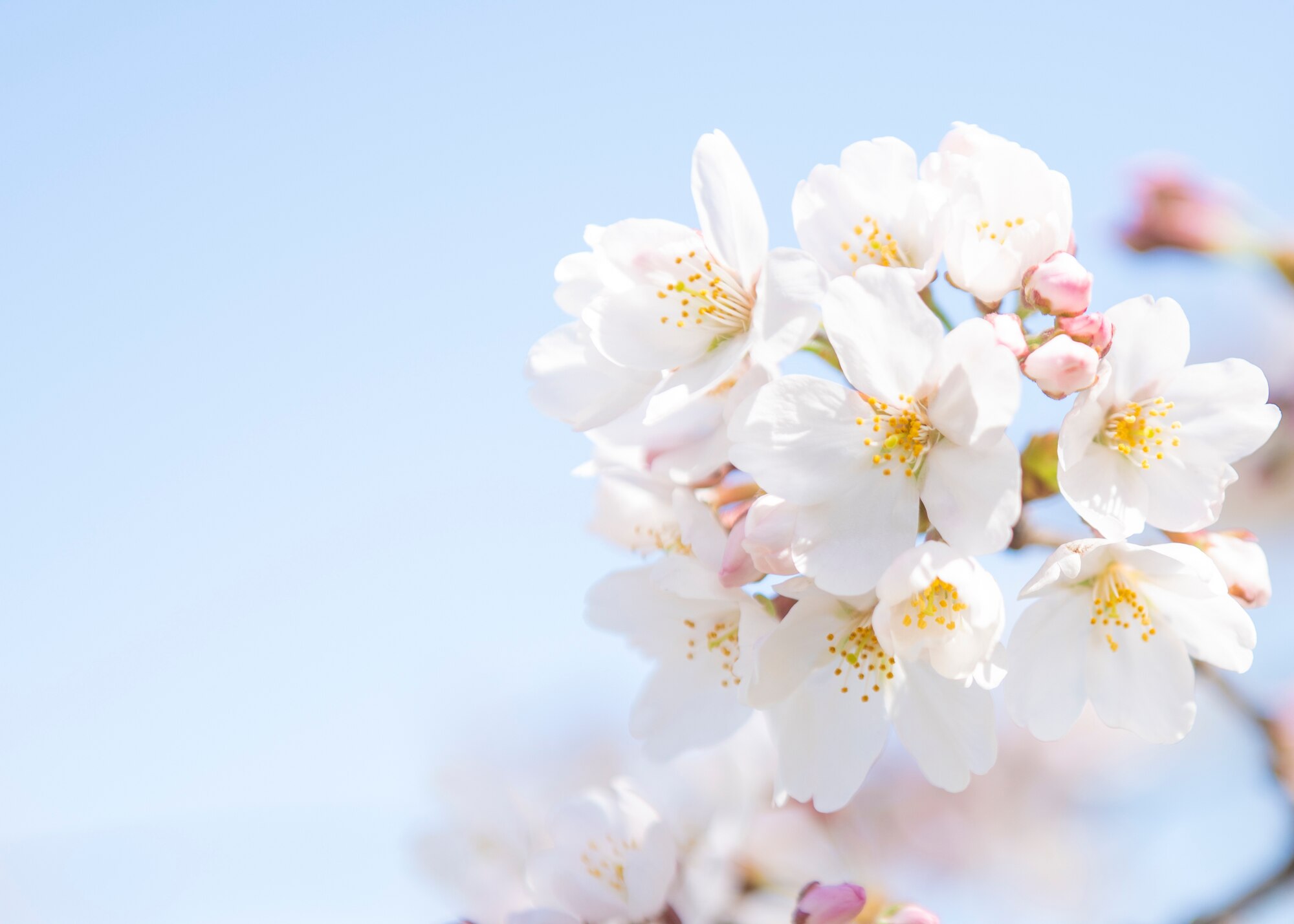 Cherry blossoms bloom, March 20, 2020, at Yokota Air Base, Japan.