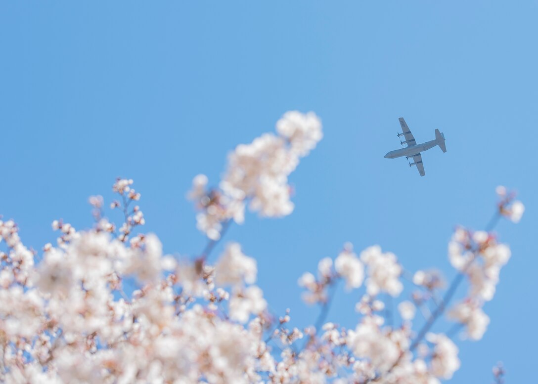 A 36th Airlift Squadron C‐130J Super Hercules flies over cherry blossom trees, March 25, 2020, at Yokota Air Base, Japan.