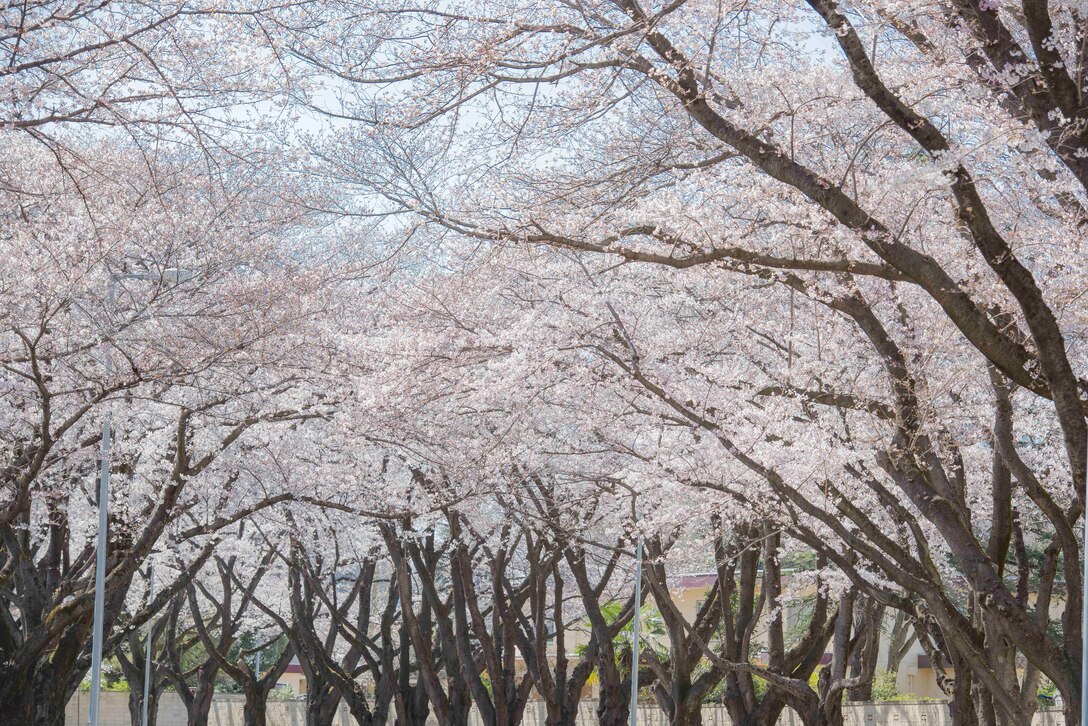 Cherry blossoms are in full bloom along McGuire Avenue at Yokota Air Base, Japan, March 25, 2020.