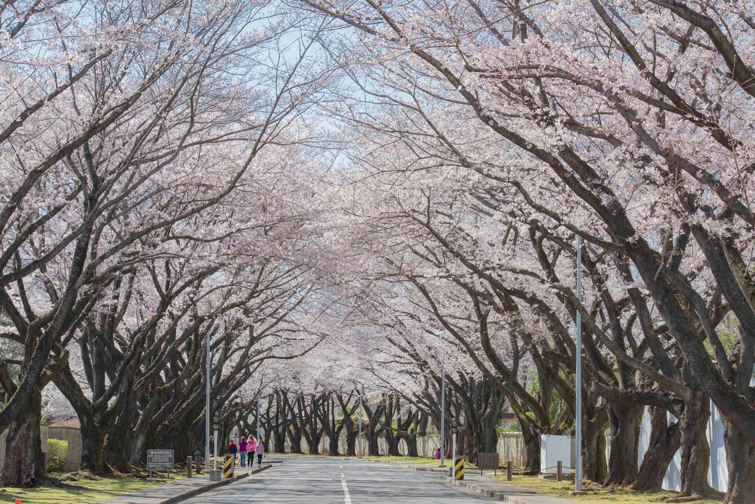 Cherry blossoms are in full bloom along McGuire Avenue at Yokota Air Base, Japan, March 25, 2020.