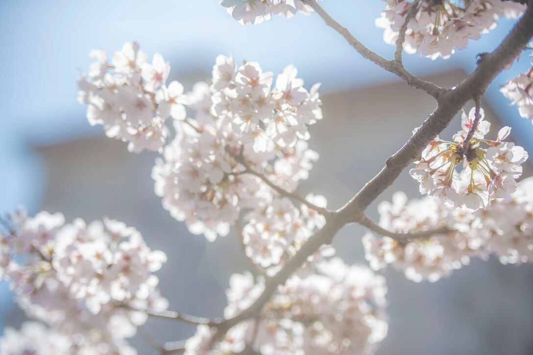 Cherry blossoms bloom, March 25, 2020, at Yokota Air Base, Japan.