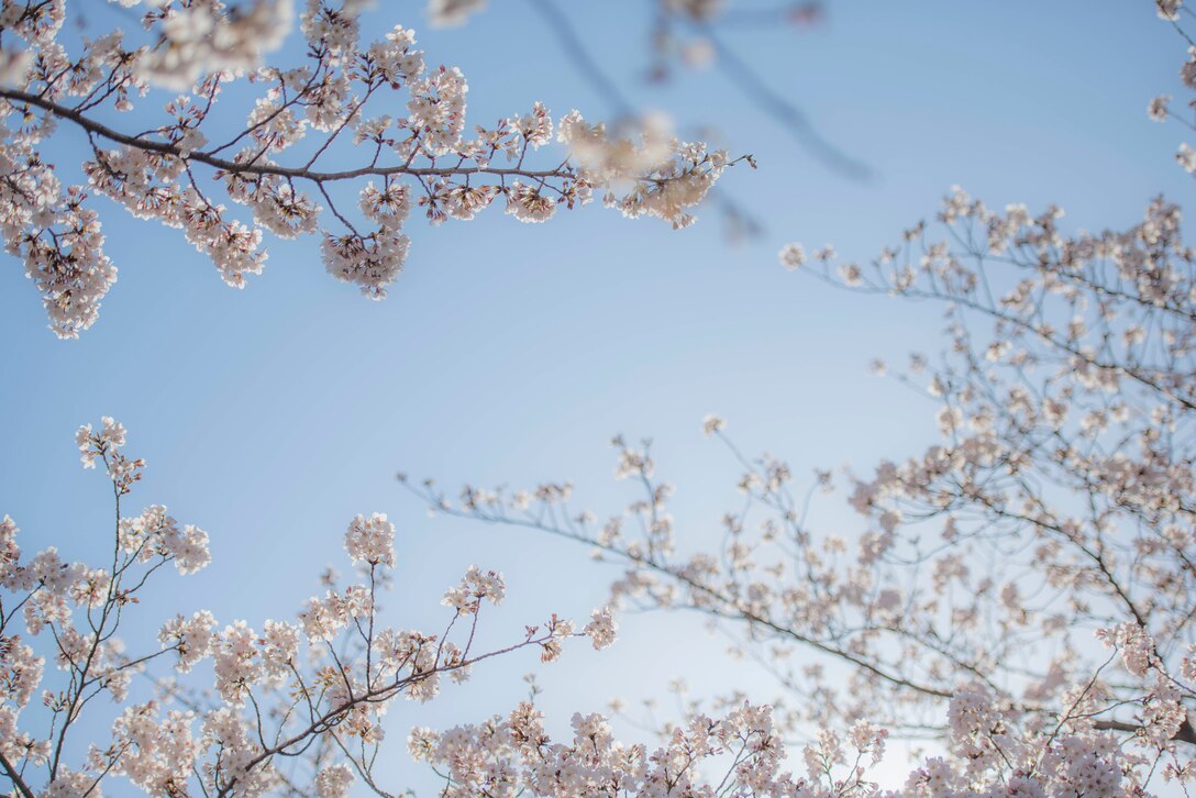 Cherry blossoms bloom, March 25, 2020, at Yokota Air Base, Japan.