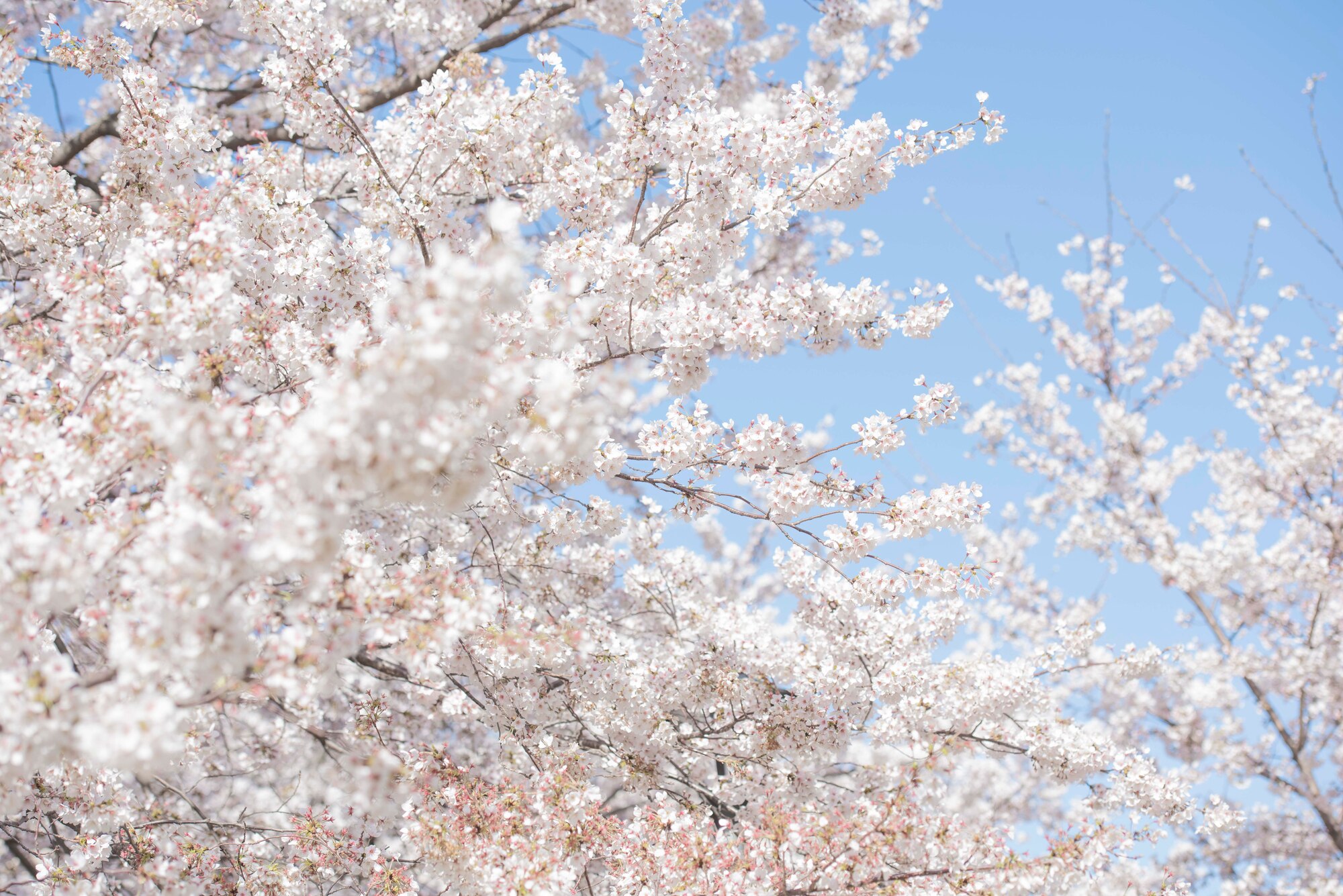Cherry blossoms bloom, March 25, 2020, at Yokota Air Base, Japan.