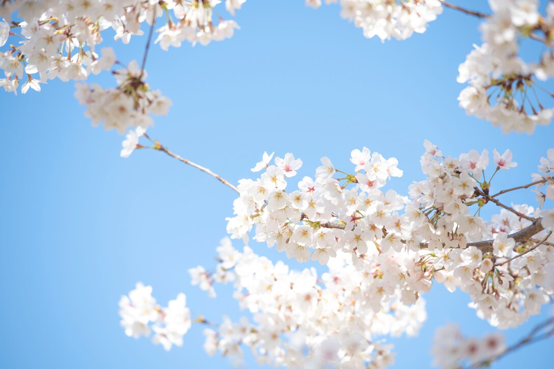 Cherry blossoms bloom, March 25, 2020, at Yokota Air Base, Japan.