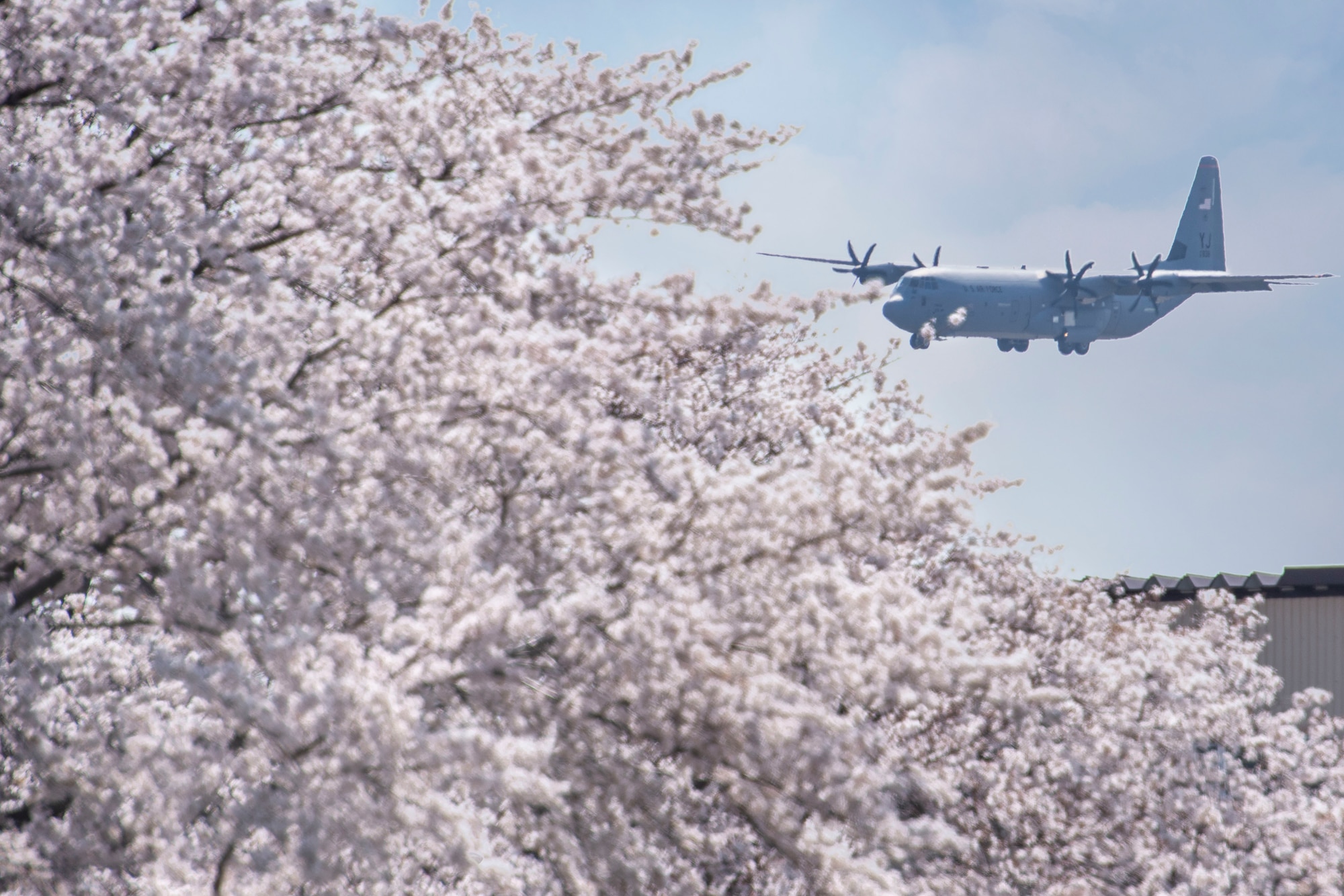 A 36th Airlift Squadron C‐130J Super Hercules prepares to land, March 26, 2020, at Yokota Air Base, Japan.