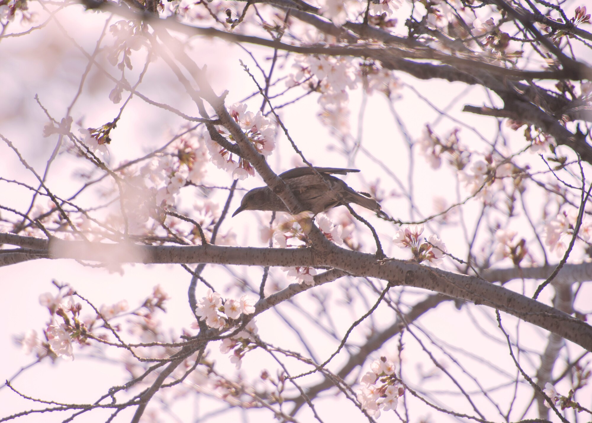 A bird rests on a cherry blossom tree, March 26, 2020, at Yokota Air Base, Japan.