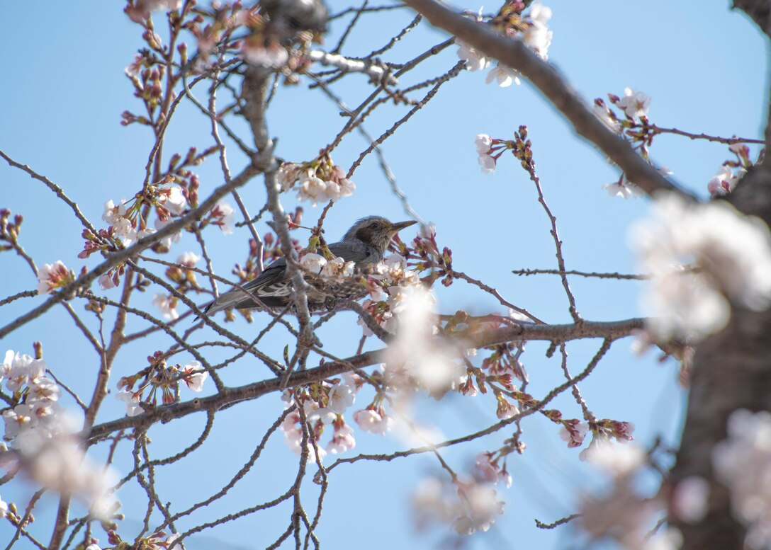 A bird rests on a cherry blossom tree, March 26, 2020, at Yokota Air Base, Japan.
