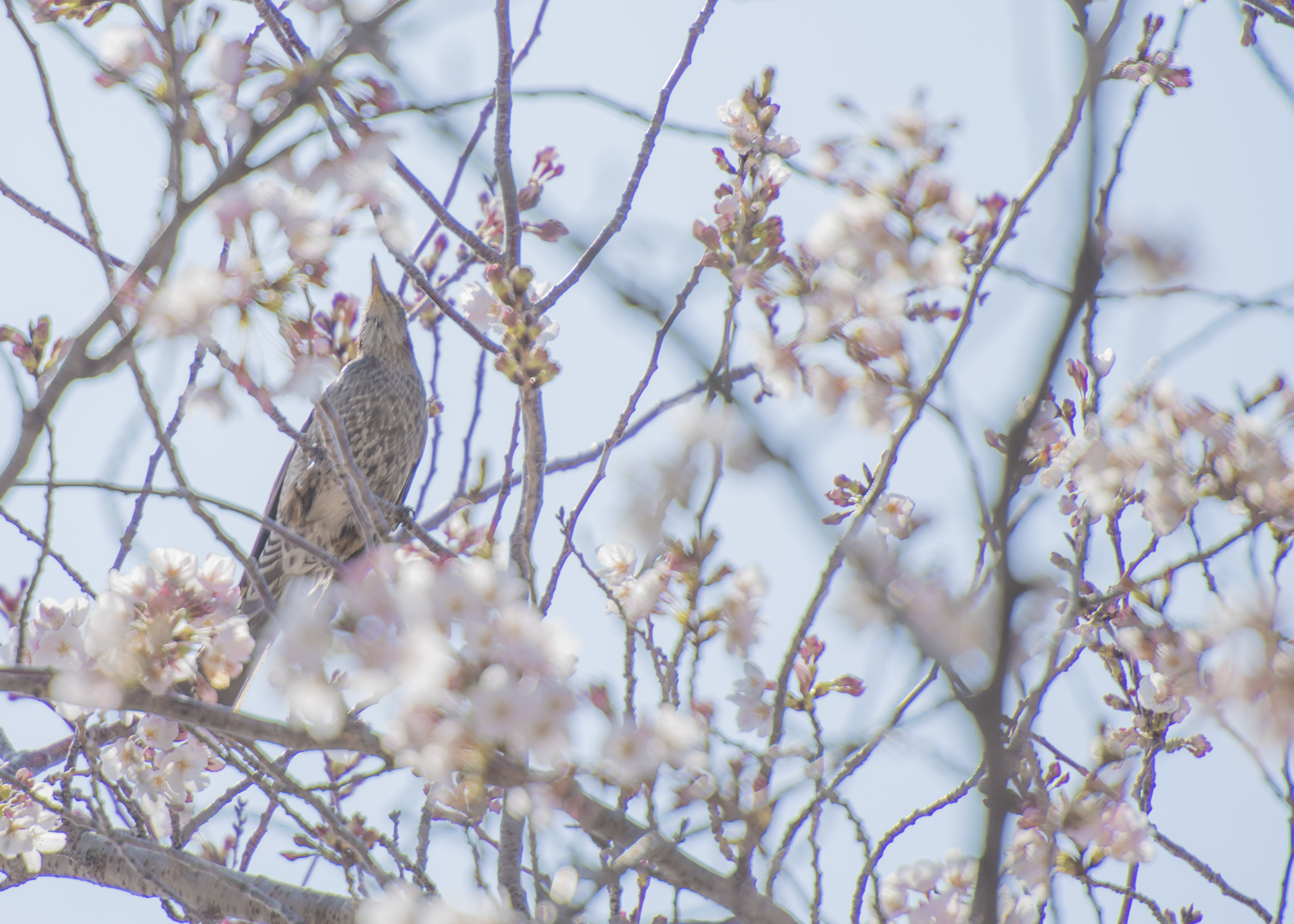 Cherry Blossoms Signaling The Coming Of Spring