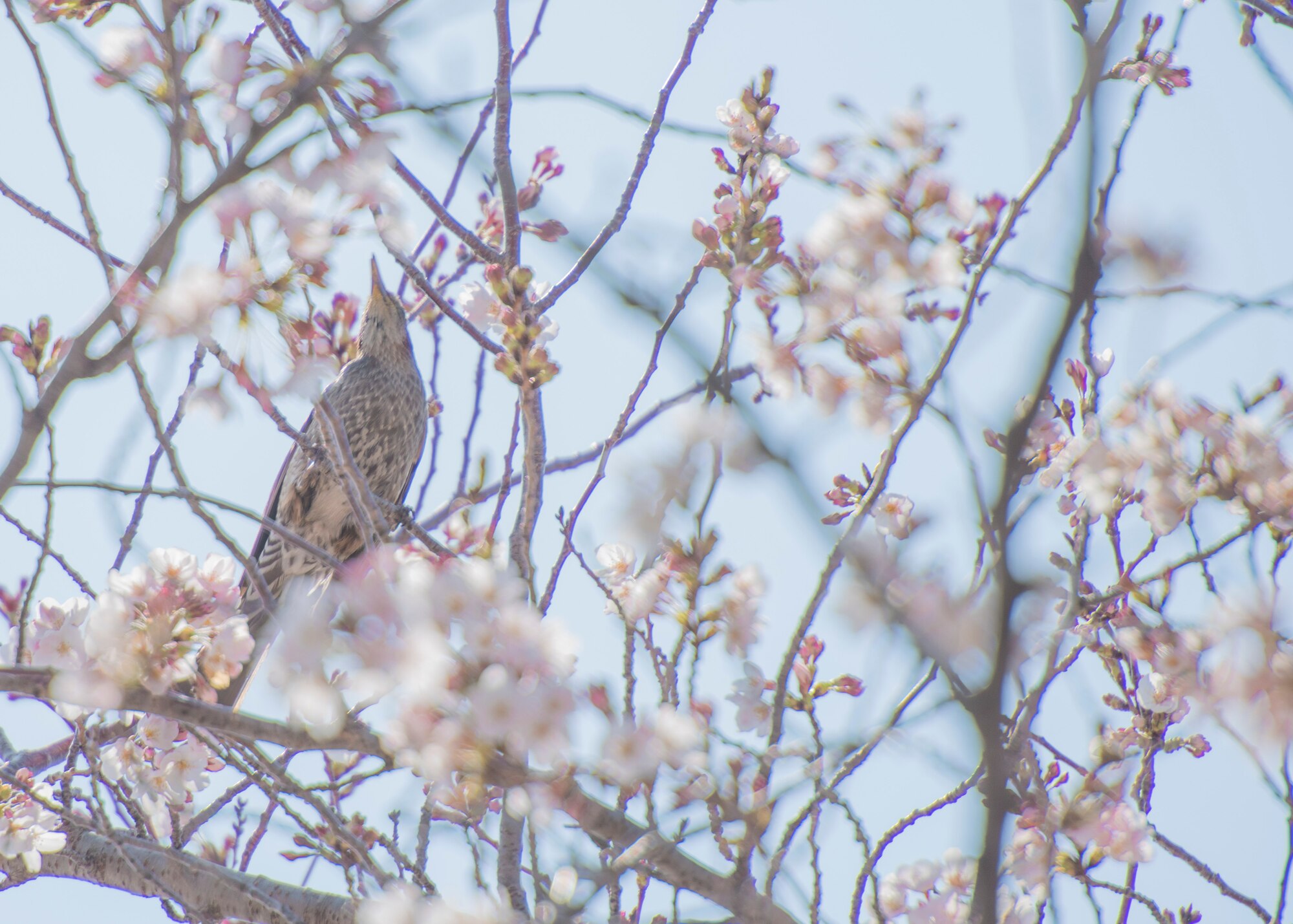A bird rests on a cherry blossom tree, March 26, 2020, at Yokota Air Base, Japan.